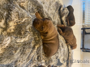 Photo №2 to announcement № 176060 for the sale of shar pei - buy in Greece private announcement