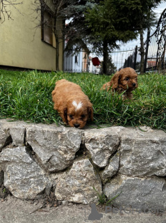 Additional photos: Cavapoo puppies for sale