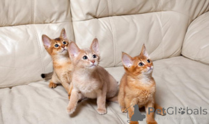 Photo №1. abyssinian cat - for sale in the city of Tampere | negotiated | Announcement № 174657