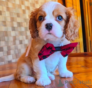 Photo №2 to announcement № 155456 for the sale of cavalier king charles spaniel - buy in Finland private announcement