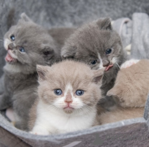 Additional photos: British shorthair