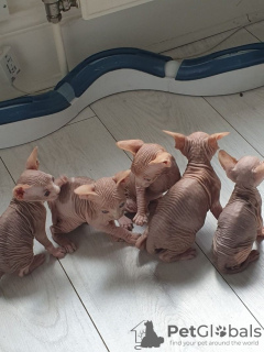 Photo №1. sphynx cat - for sale in the city of Лювен | Is free | Announcement № 127761