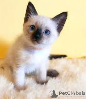 Photo №4. I will sell siamese cat in the city of Brussels. private announcement, breeder - price - 516$