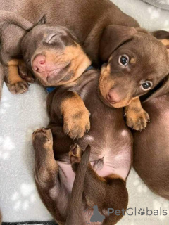 Photo №1. dachshund - for sale in the city of Berlin | negotiated | Announcement № 160060