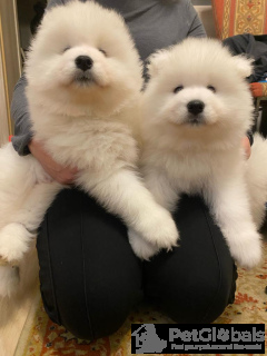 Photo №2 to announcement № 134185 for the sale of  - buy in Poland breeder