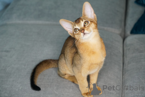 Photo №4. I will sell abyssinian cat in the city of Borisov. breeder - price - 786$