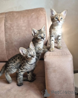 Photo №1. savannah cat - for sale in the city of Paris | negotiated | Announcement № 98499