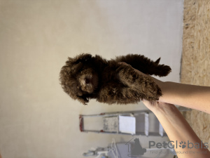 Photo №1. poodle (toy) - for sale in the city of Krivoy Rog | 1035$ | Announcement № 132950