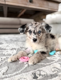 Photo №1. jack russell terrier - for sale in the city of Genk | negotiated | Announcement № 171709