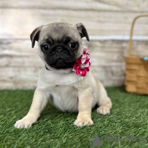 Photo №1. pug - for sale in the city of Афины | 264$ | Announcement № 98640