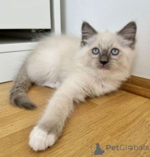 Photo №1. ragdoll - for sale in the city of Stutensee | 361$ | Announcement № 166427
