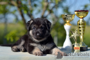 Photo №1. east-european shepherd - for sale in the city of Tolyatti | 586$ | Announcement № 105669