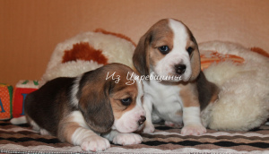 Photo №1. beagle - for sale in the city of Samara | Negotiated | Announcement № 4370