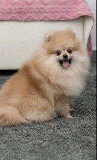 Photo №2 to announcement № 166597 for the sale of pomeranian - buy in Germany private announcement