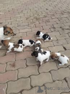 Photo №1. jack russell terrier - for sale in the city of Paris | 723$ | Announcement № 166737