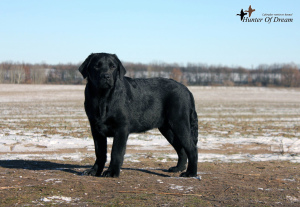Photo №3. We offer excellent puppies Labrador. Ukraine
