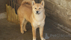 Photo №4. I will sell shiba inu in the city of Subotica. breeder - price - 740$