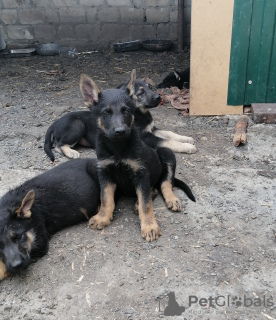 Photo №3. East European Shepherd Puppies. Russian Federation