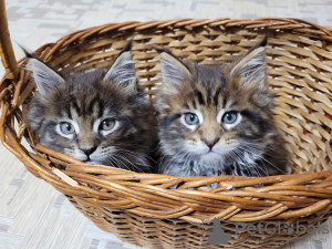 Photo №1. maine coon - for sale in the city of Kharkov | 354$ | Announcement № 38812