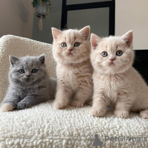 Photo №1. british shorthair - for sale in the city of Helsinki | negotiated | Announcement № 118714