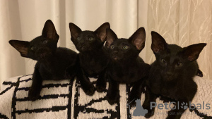 Photo №1. oriental shorthair - for sale in the city of Дальян | 207$ | Announcement № 32611