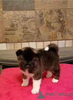 Photo №2 to announcement № 10980 for the sale of akita - buy in Gambia breeder