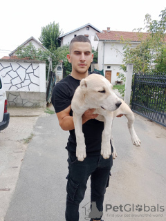 Photo №4. I will sell central asian shepherd dog in the city of Belgrade. breeder - price - negotiated