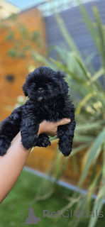 Photo №2 to announcement № 164102 for the sale of shih tzu - buy in Belgium private announcement, breeder