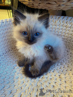Photo №3. Purebred Ragdoll Kittens for Sale Affectionate Companion Cats Ready for Loving. Germany