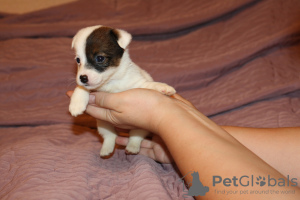 Photo №2 to announcement № 4451 for the sale of jack russell terrier - buy in Russian Federation from nursery