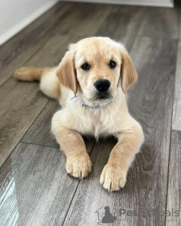 Photo №3. Healthy cute adorable and socialized Golden retriever puppies. Germany