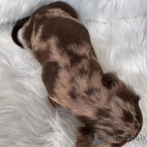 Photo №1. dachshund - for sale in the city of New York | negotiated | Announcement № 144415
