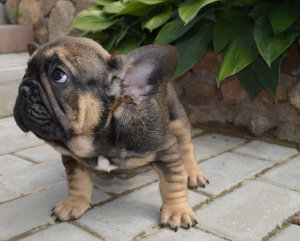 Photo №4. I will sell  in the city of Minsk. private announcement - price - 700$