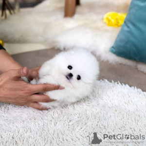 Photo №1. pomeranian - for sale in the city of Сан-Хуан | negotiated | Announcement № 98438