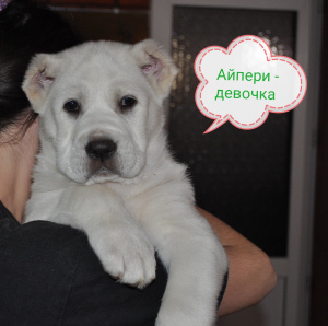 Photo №3. Puppies CAO. Russian Federation