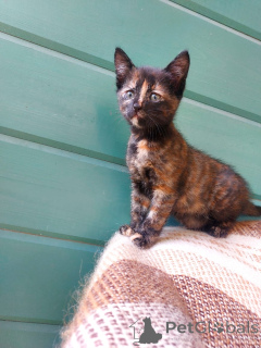 Photo №1.  - for sale in the city of Moscow river | Is free | Announcement № 145511