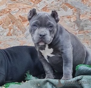 Photo №4. I will sell american bully in the city of Krasnodar. private announcement - price - 781$