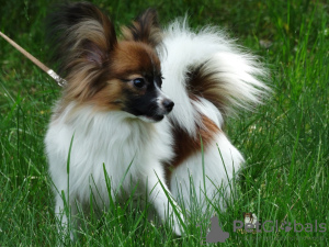 Photo №4. I will sell papillon dog in the city of Saratov. from nursery - price - Is free