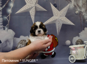 Photo №1. shih tzu - for sale in the city of Krivoy Rog | negotiated | Announcement № 4346