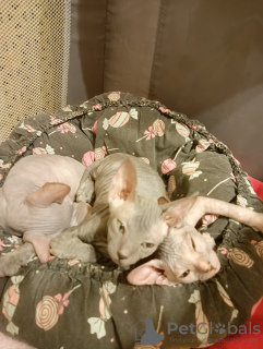Photo №3. Don Sphynx kittens from worthy parents. Russian Federation
