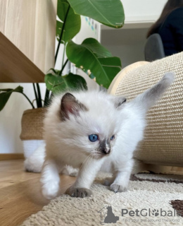 Photo №1. ragdoll - for sale in the city of Гамбург | 300$ | Announcement № 101795