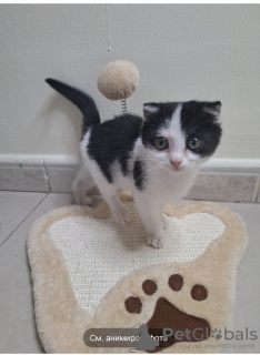 Photo №2 to announcement № 131045 for the sale of scottish fold - buy in United Arab Emirates private announcement