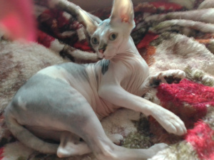 Photo №2 to announcement № 4801 for the sale of sphynx-katze - buy in Russian Federation private announcement