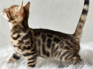 Photo №1. bengal cat - for sale in the city of Boston | negotiated | Announcement № 100955