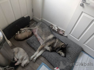 Photo №2 to announcement № 163739 for the sale of siberian husky - buy in Belgium private announcement