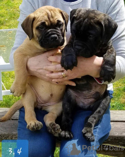 Photo №1. bullmastiff - for sale in the city of London Borough of Ealing | 528$ | Announcement № 111714