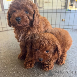 Photo №2 to announcement № 173457 for the sale of poodle (toy) - buy in Sweden 