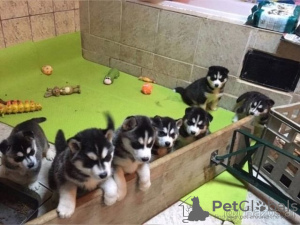 Photo №1. siberian husky - for sale in the city of Flensburg | Is free | Announcement № 129641