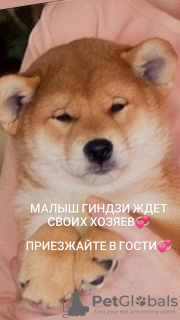 Photo №4. I will sell shiba inu in the city of Химки. from nursery - price - 1092$