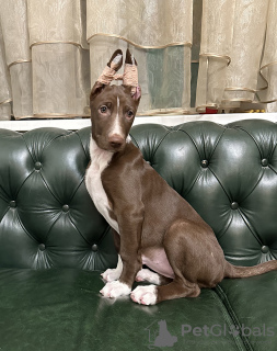 Photo №2 to announcement № 133424 for the sale of peruvian hairless dog - buy in Ukraine from nursery